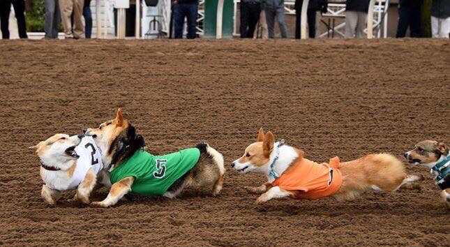 웰시코기 달리기 대회 | 인스티즈