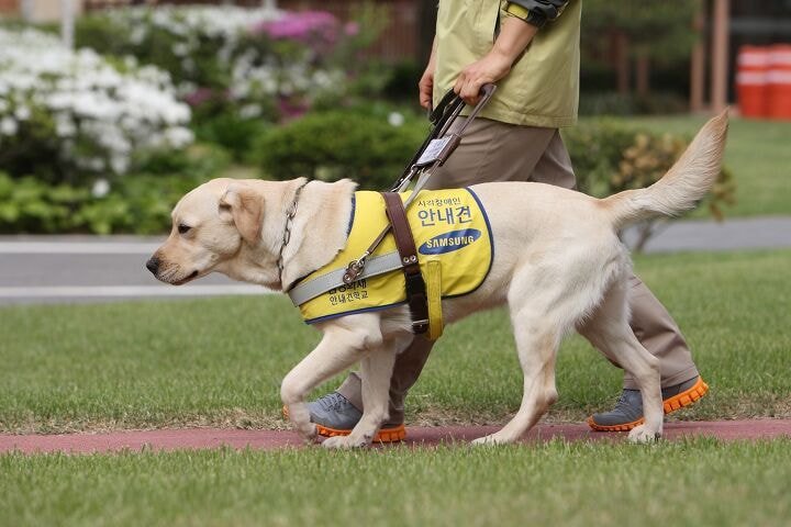🐶 안내견 공부중입니다! | 인스티즈