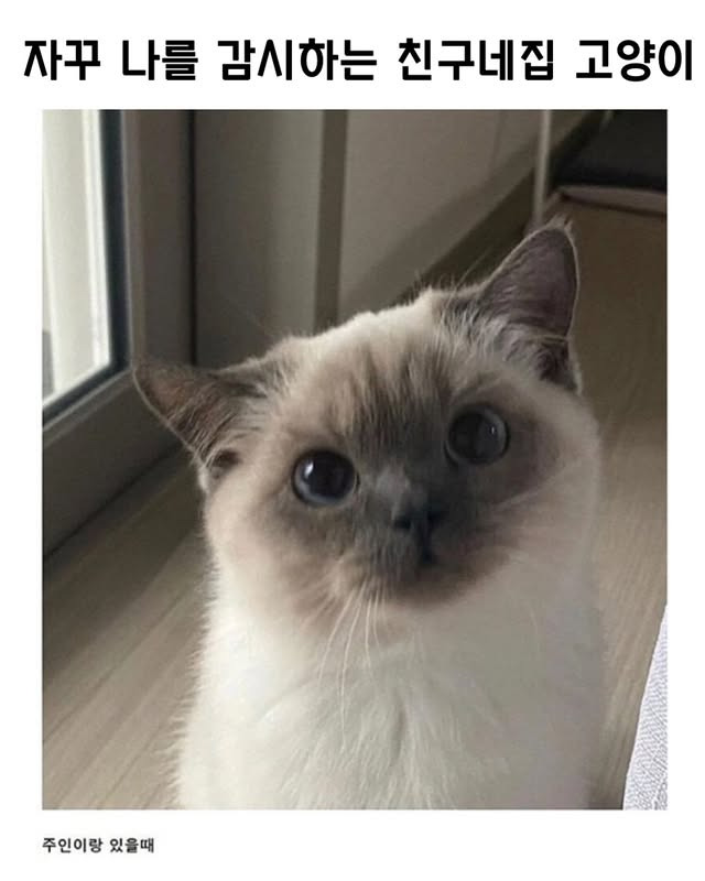 자꾸 나를 감시하는 친구네 집 고양이 | 인스티즈