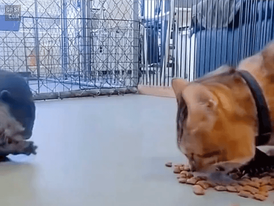 고양이 밥 훔쳐 먹는 수달.gif | 인스티즈