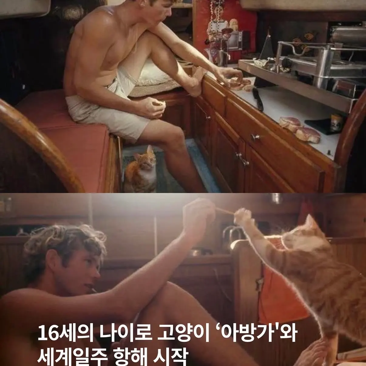 고양이랑 세계 일주 항해한 16세 소년 | 인스티즈