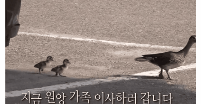 [세상에이런일이] 원앙 새끼 부화 시키기 레전드 ㄷㄷㄷ | 인스티즈