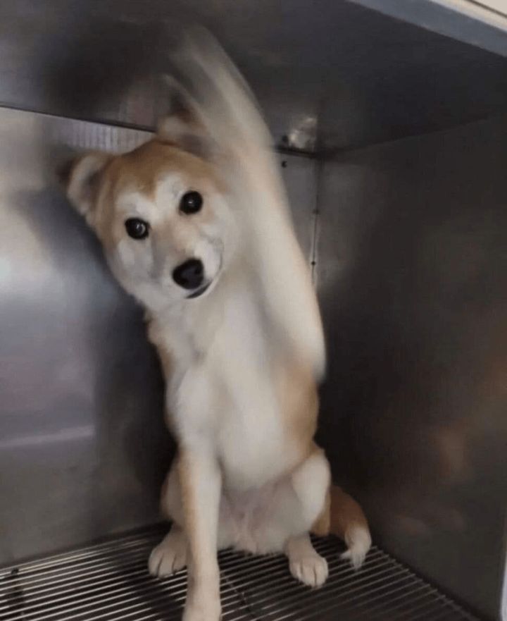 터널앞에 버려져서 비 쫄딱 맞던 댕댕이는 결국... | 인스티즈