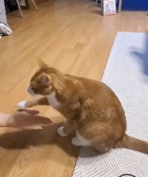 별거 다 하는 천재 고양이.gif | 인스티즈