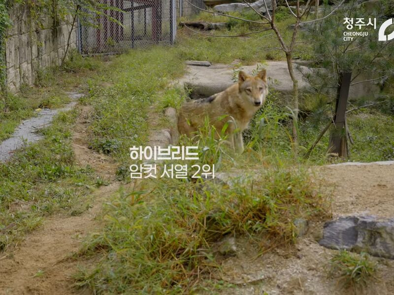 청주동물원 늑대 이름 | 인스티즈