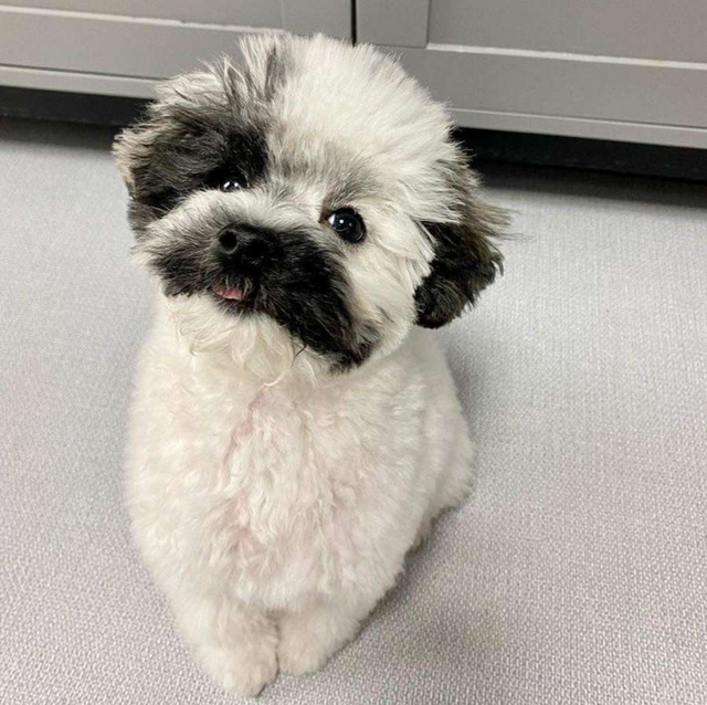 프링글스 댕댕 | 인스티즈