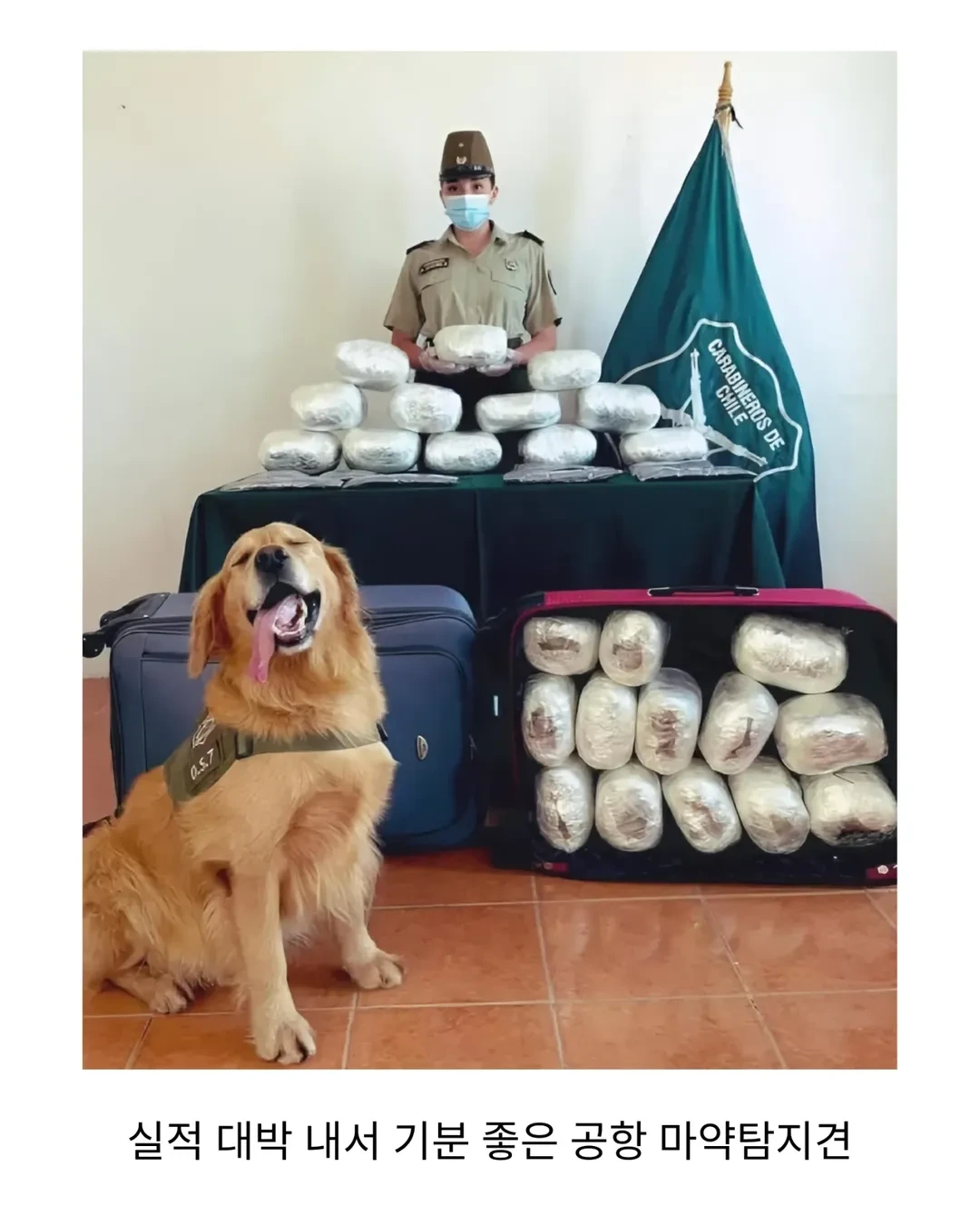 실적 대박나서 기분 좋은 댕댕이 | 인스티즈