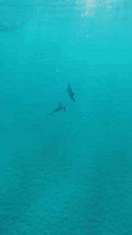 돌고래 인생사진 | 인스티즈