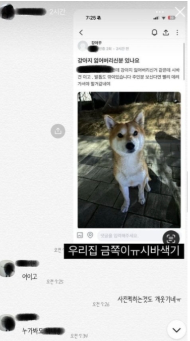 실시간랭킹)시바견 파양 sns 전시한 인플루언서 | 인스티즈