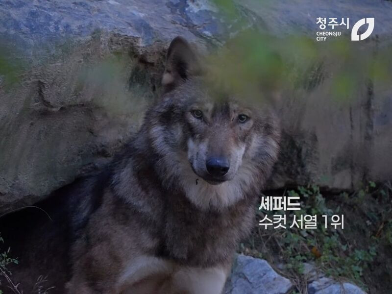청주동물원 늑대 이름 | 인스티즈