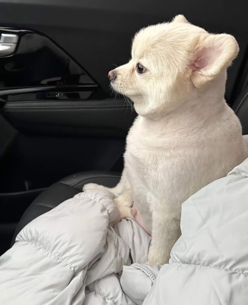 회사에 개인사정때문에 강아지를 데려왔던 직장인 | 인스티즈