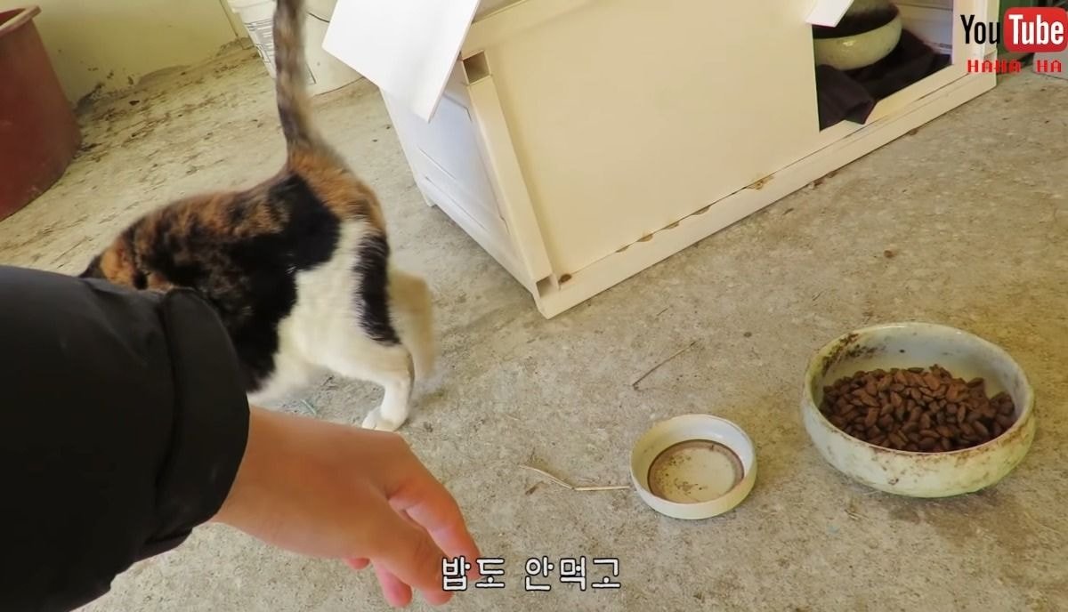 [hahaha] 아기 삼색냥이 인생 최대의 도박 | 인스티즈