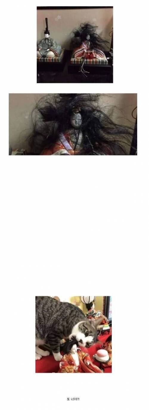 머리가 저절로 산발이되는 저주받은 일본인형의 비밀.jpg | 인스티즈