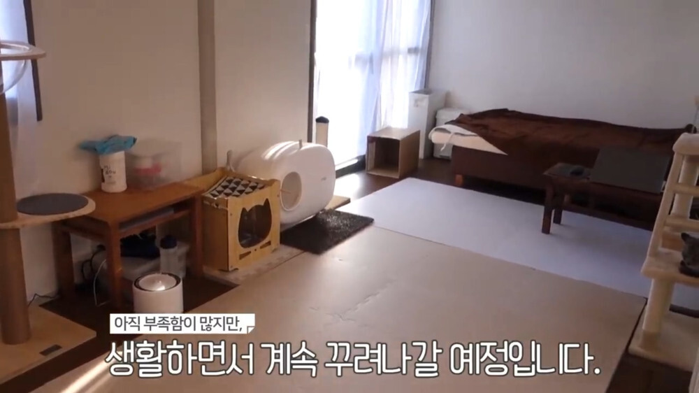 [스압주의] 일본인 캣맘 유튜버 2편 - 3천만원짜리 고양이 집 지음 | 인스티즈