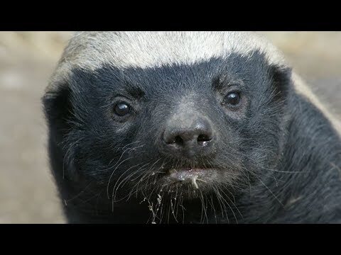 동물 중에서 사과를 제일 잘하는 동물이 뭔지 아심? | 인스티즈