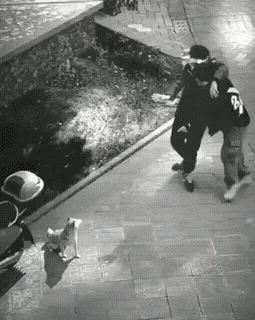 취객 두 명이 길을 가다가 강아지를 | 인스티즈