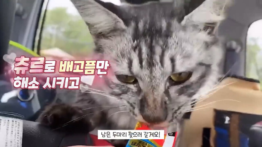 [스압주의] 일본인 캣맘 유튜버 2편 - 3천만원짜리 고양이 집 지음 | 인스티즈