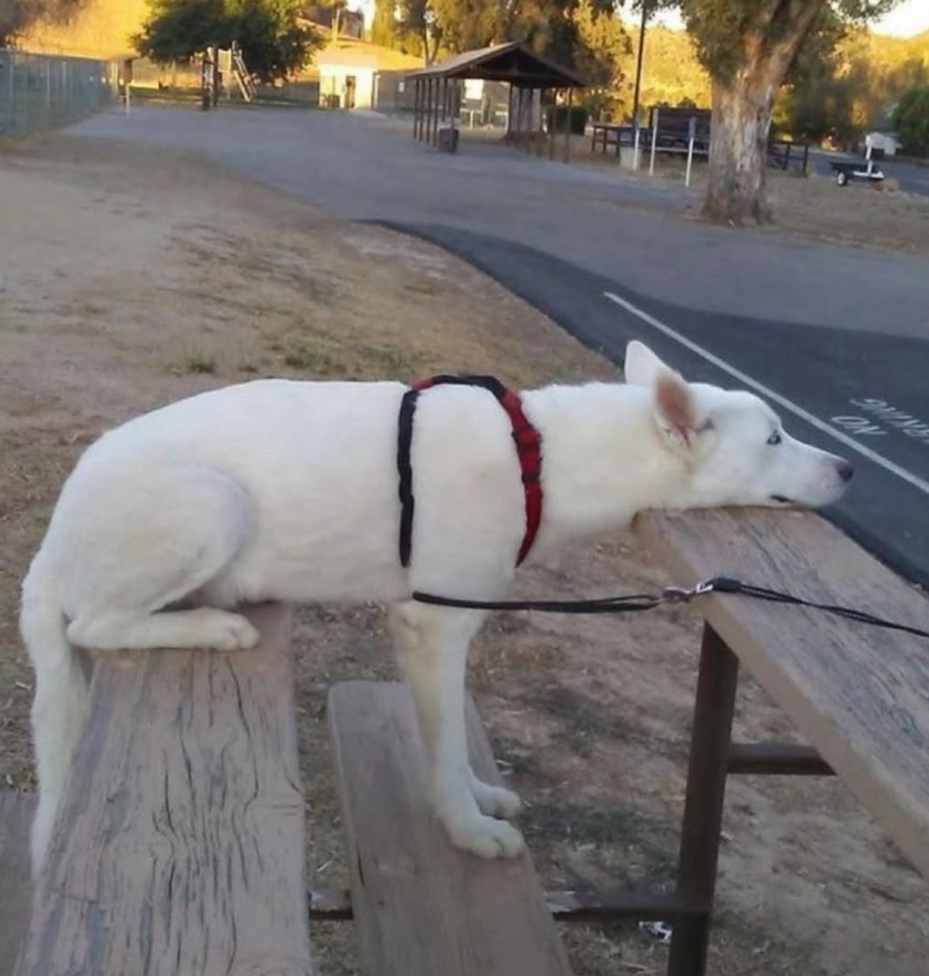 앉아있지만 서있고 누워있는 개 | 인스티즈