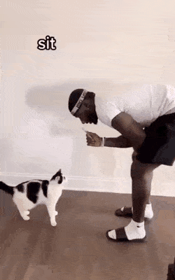 고양이 평균 | 인스티즈