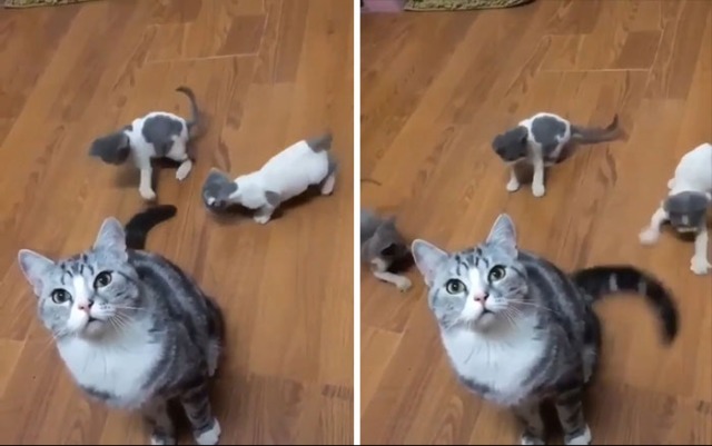 고양이 .jpg | 인스티즈