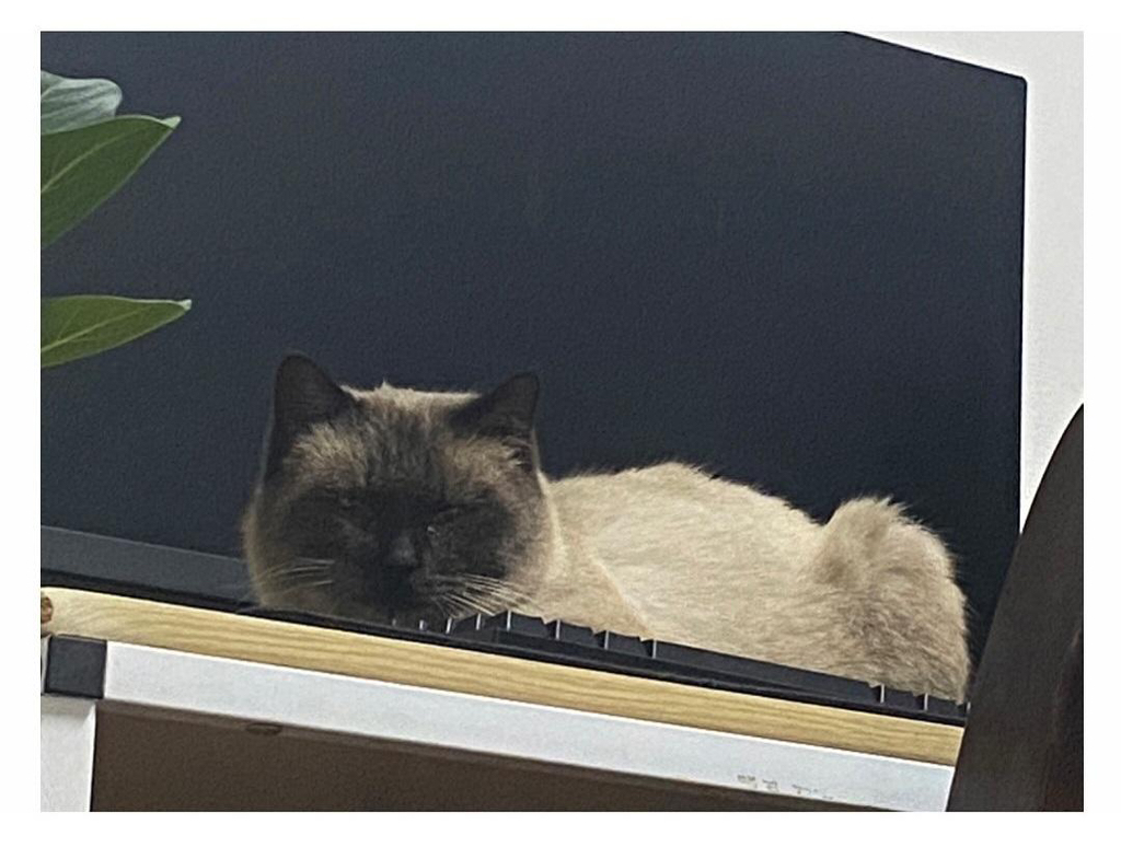 집냥이가 된 어느 길냥이 이야기 | 인스티즈