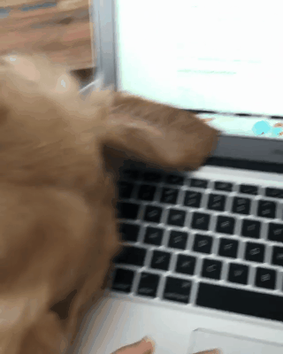 주인 일 못하게 하는 댕댕이들.gif | 인스티즈