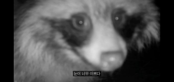 도로 위 야생동물 생태통로를 이용하는 동물들.jpg | 인스티즈