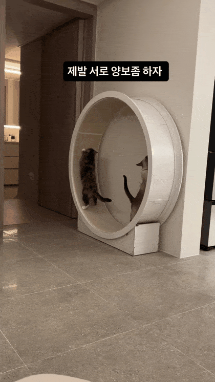 집사야 이거 왜 안 돌아가냐 | 인스티즈