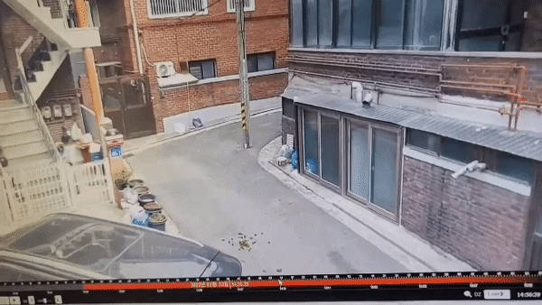 골목길에서 얼룩말이 달리는 짤.gif | 인스티즈