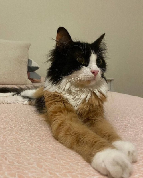 삼색냥이 | 인스티즈