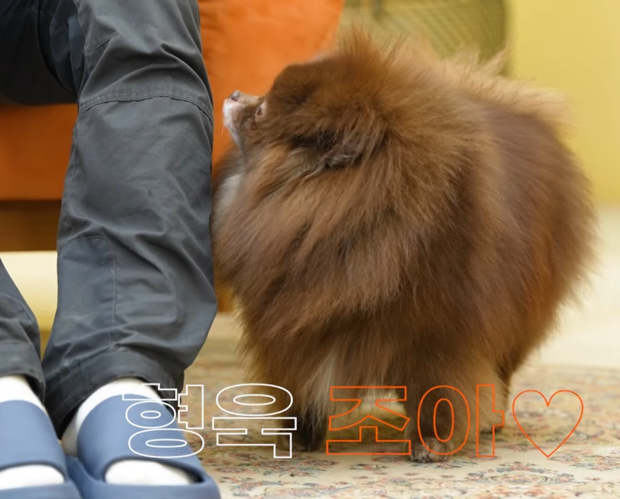 제니 껌딱지라는 블랙핑크 제니의 반려견.gif | 인스티즈