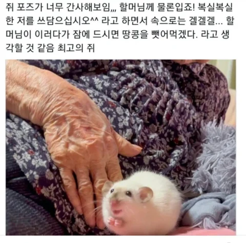 쥐 포즈가 너무 간사해보임,,, | 인스티즈
