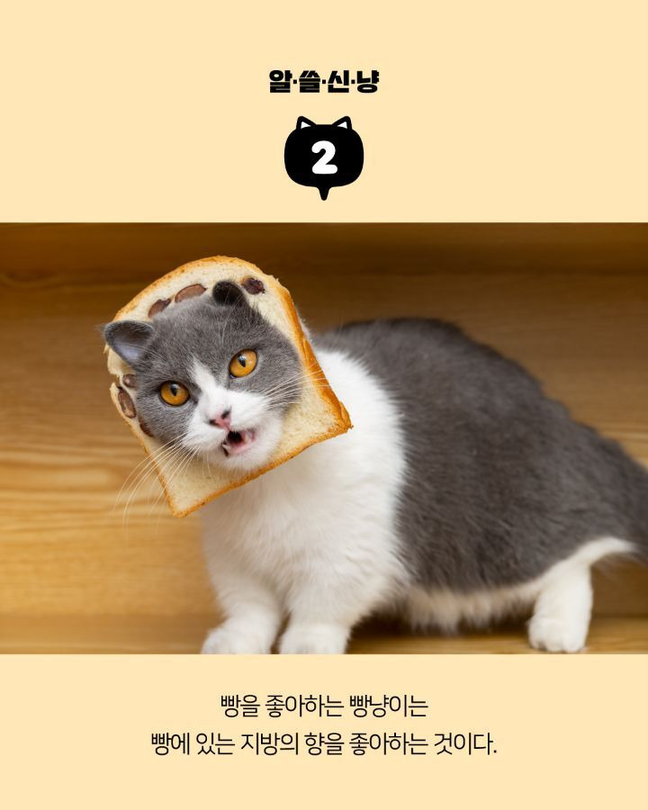 고양이들에 대한 tmi | 인스티즈