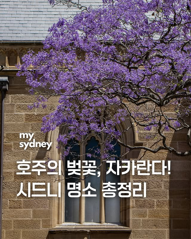 호주의 벚꽃 자카란다 | 인스티즈