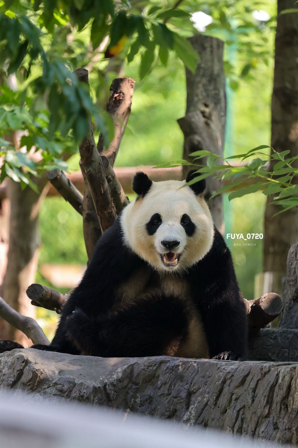 벌크업한 푸바오 근황 | 인스티즈