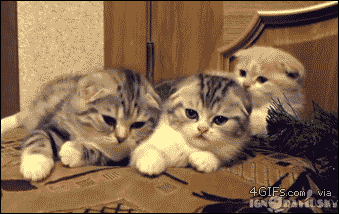 하품하는 댕댕이랑 고양이.gif | 인스티즈