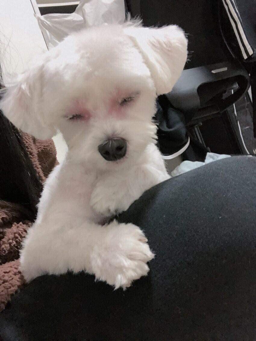 이사왔는데 전 주인이 강아지 버리고 감;;; | 인스티즈