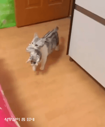 애기들 좀 봐달라고하는 고양이 | 인스티즈