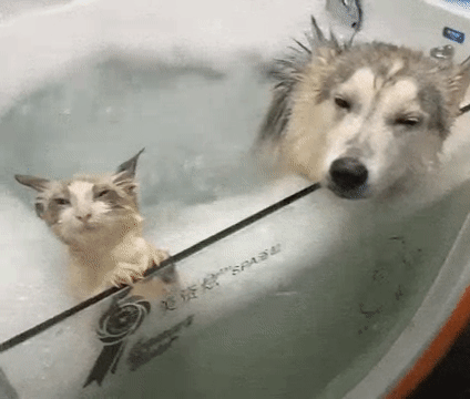 월풀 즐기는 댕댕이와 고양이.gif | 인스티즈