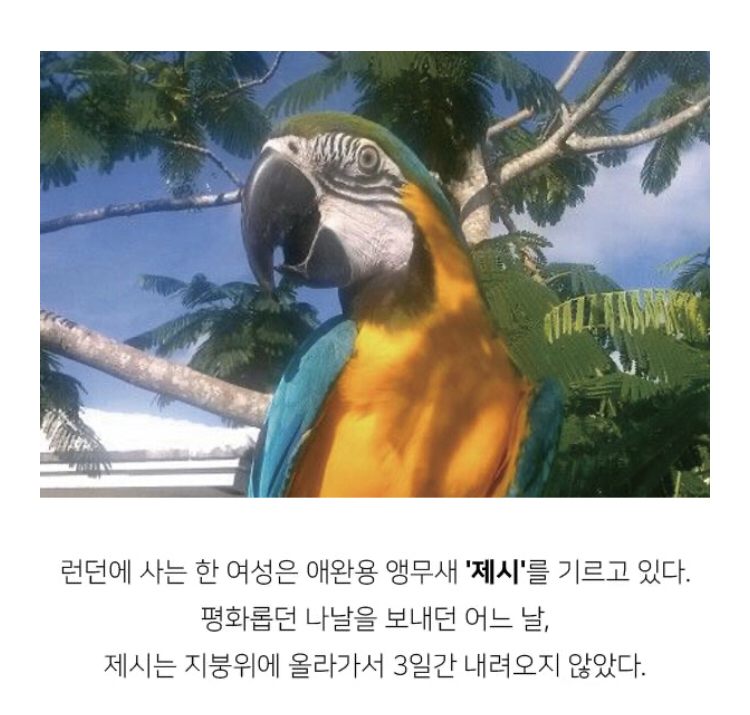 지붕 위에 올라간 앵무새를 구하러 간 소방관이 들은 말 | 인스티즈