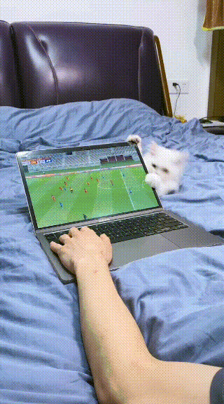 상쾌한 아침을 여는 고양이짤.gif | 인스티즈