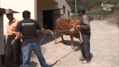 자신을 키워준 소가 팔려가자 슬퍼하는 댕댕이 .gif | 인스티즈