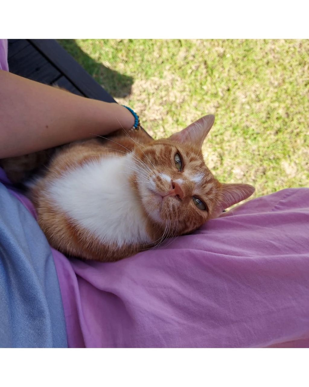 좀비딸에 나오는 고양이 | 인스티즈