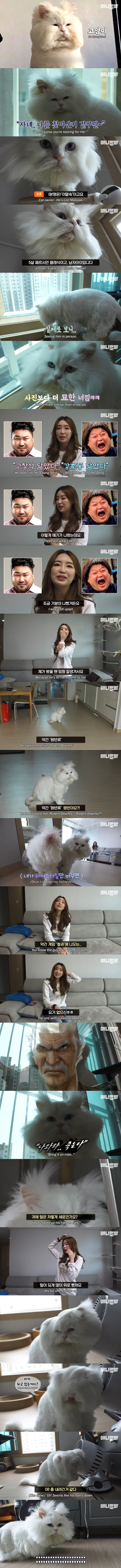 "승기야 멫시고"고양이 실제모습 | 인스티즈