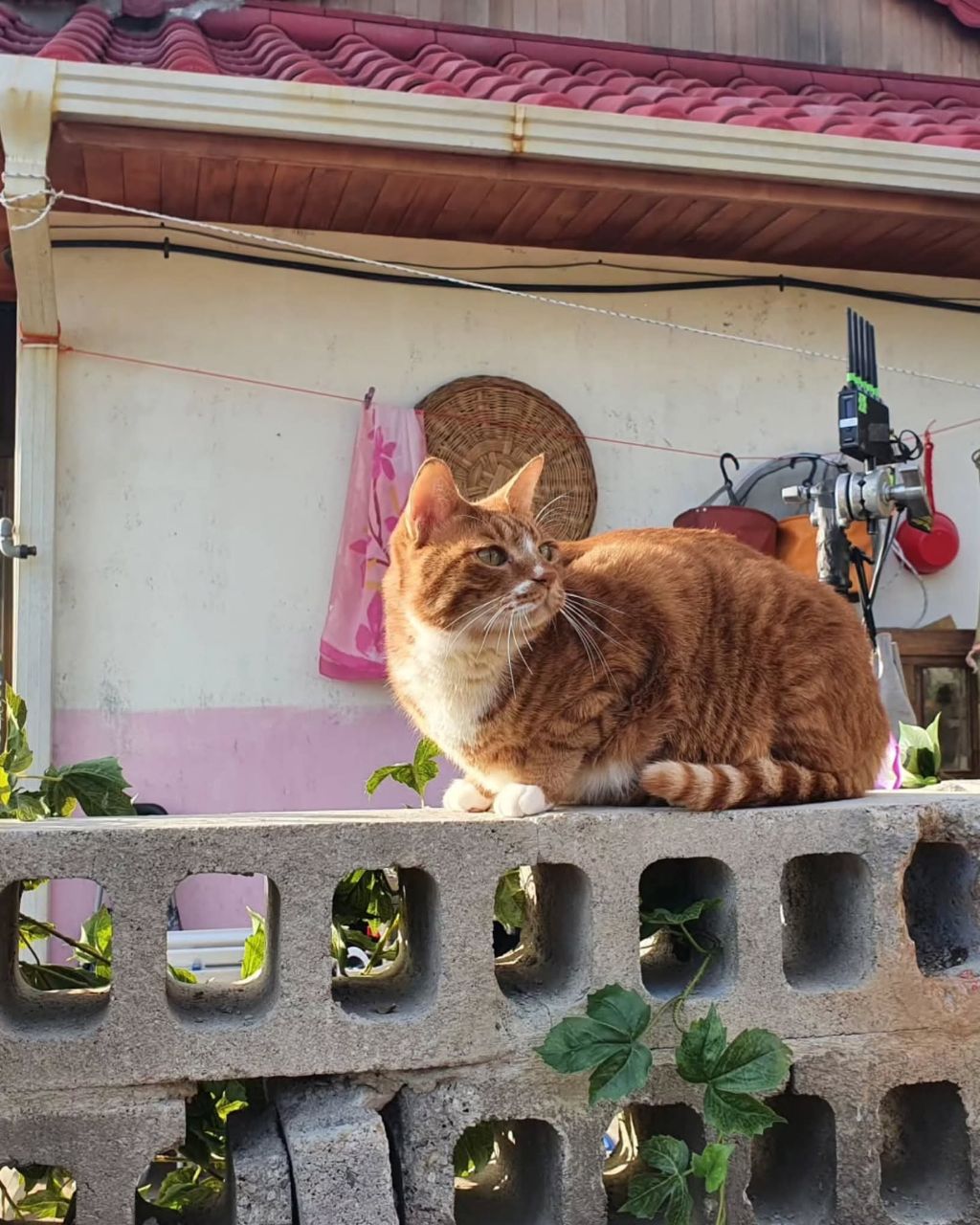 좀비딸에 나오는 고양이 | 인스티즈