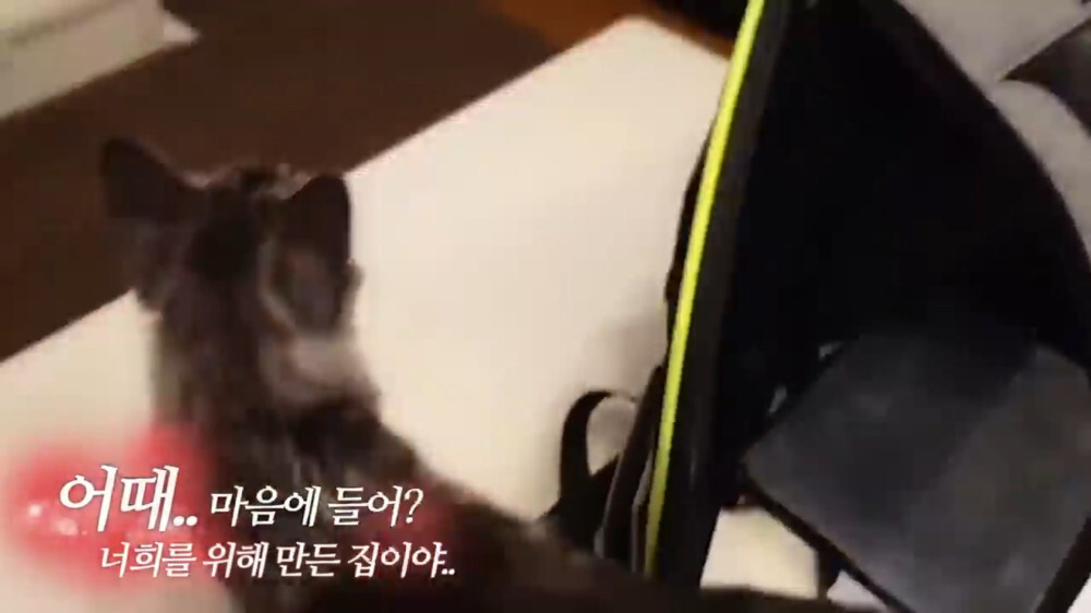 [스압주의] 일본인 캣맘 유튜버 2편 - 3천만원짜리 고양이 집 지음 | 인스티즈