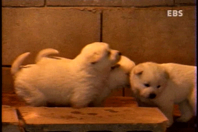 아기 진돗개 | 인스티즈