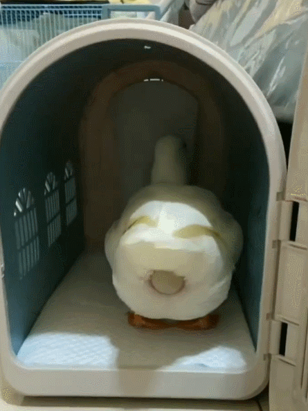 알낳는 오리 | 인스티즈