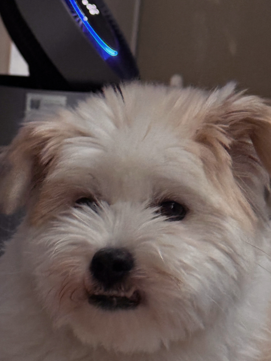 길냥이 길댕이 맘에들면 주워가라길래 주워옴 | 인스티즈