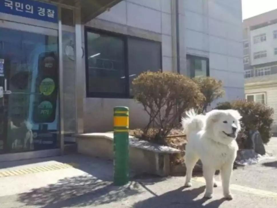 순찰 중 발견된 유기견 성장과정 | 인스티즈